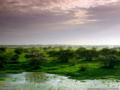 Tapeta National Geographic 569.jpg